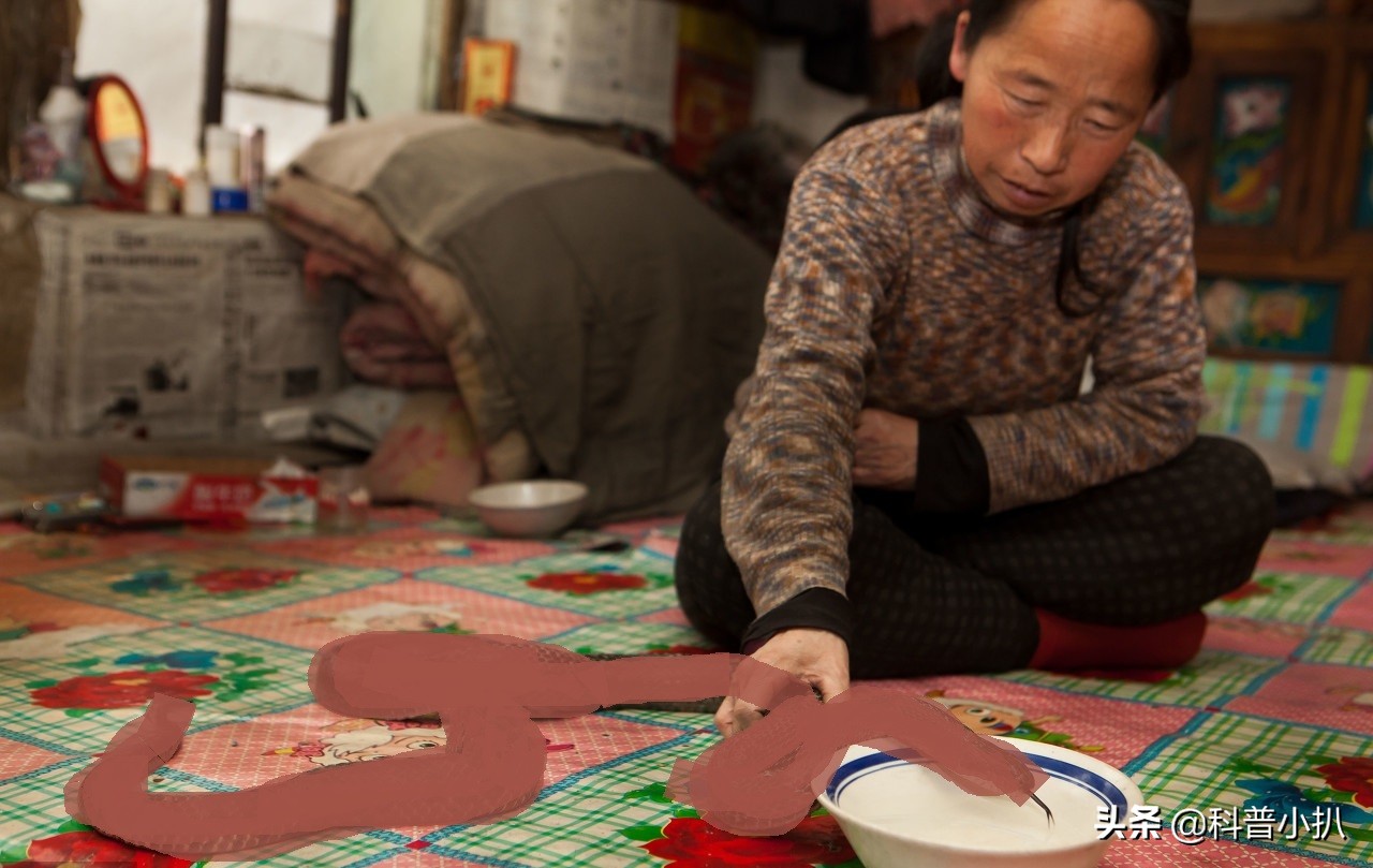 小伙救蛇后多年后蛇报恩,女子救蛇多年后长成巨蛇