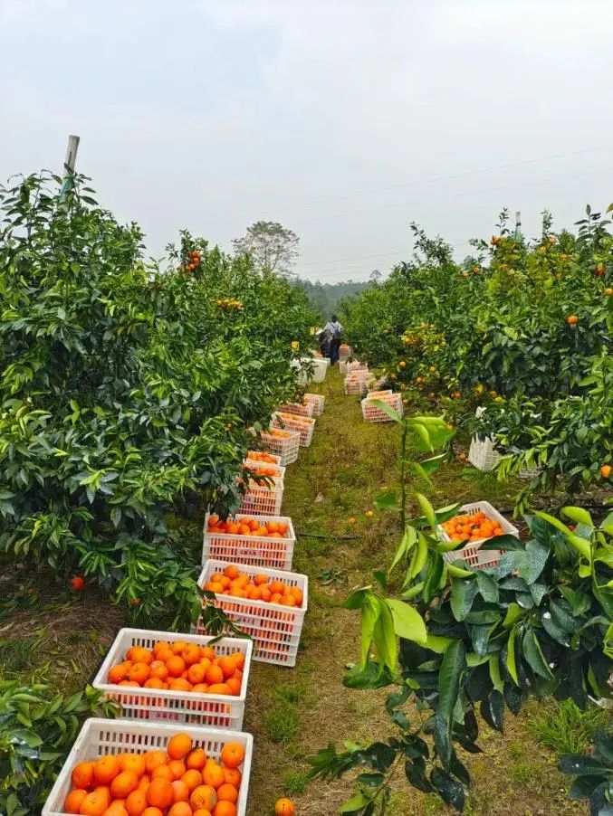 黄建旭佛山,退伍军人黄建旭