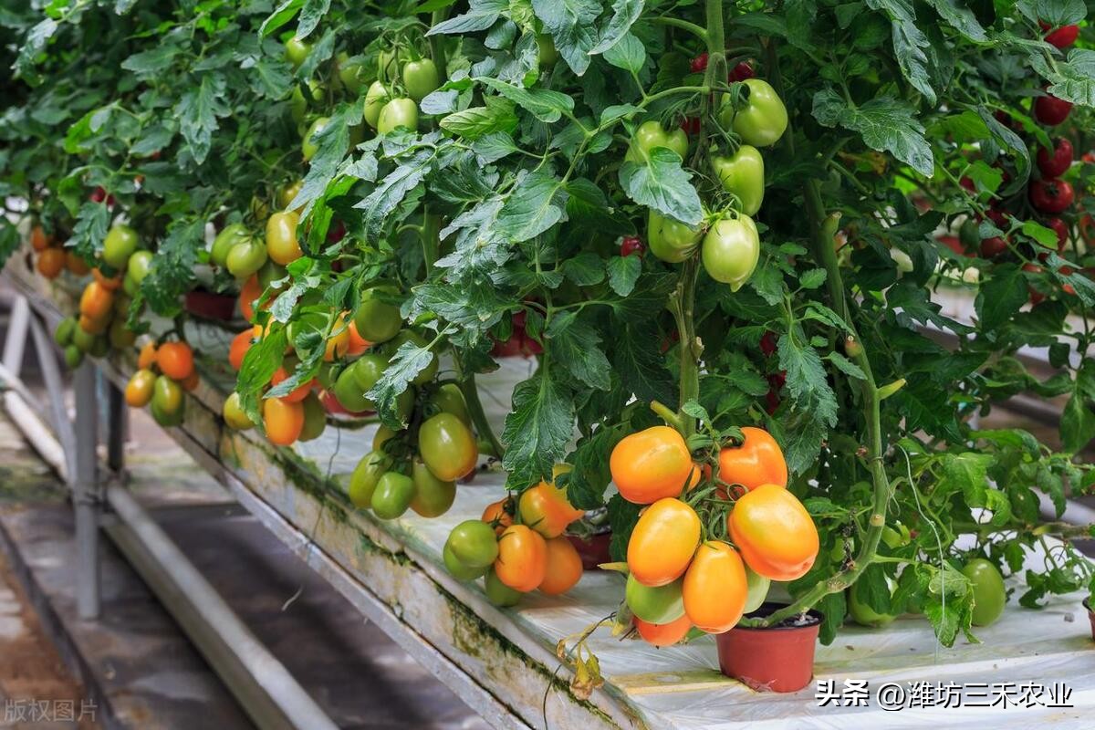 温室大棚的好处有哪些？温室大棚如何提高产量和利润