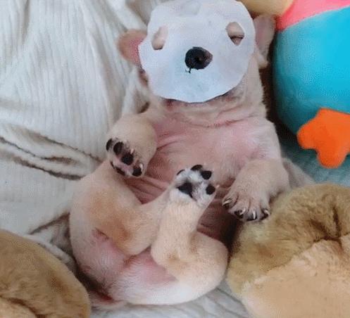 狗狗的富态生活,狗狗的豪华日常生活