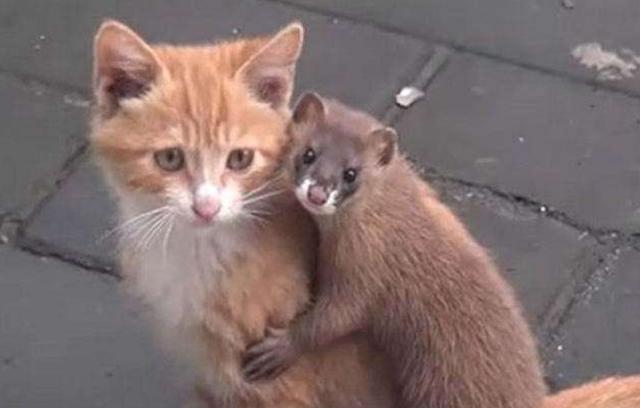 灭鼠英雄表现出黄鼠狼的特点,专家讲解黄鼠狼和猫哪个厉害