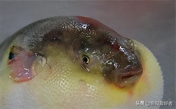 什么样的鱼才有鱼胶,鱼胶最好是哪种鱼