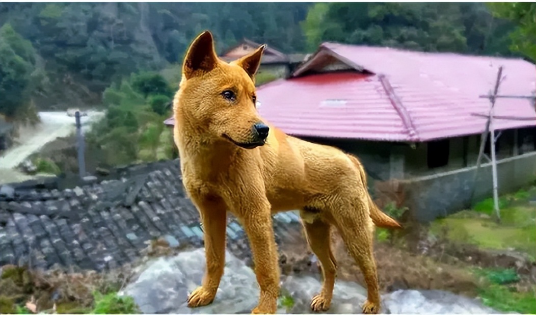 黄身白面土狗有什么说法,一黄二黑三花四白为什么黄色最好