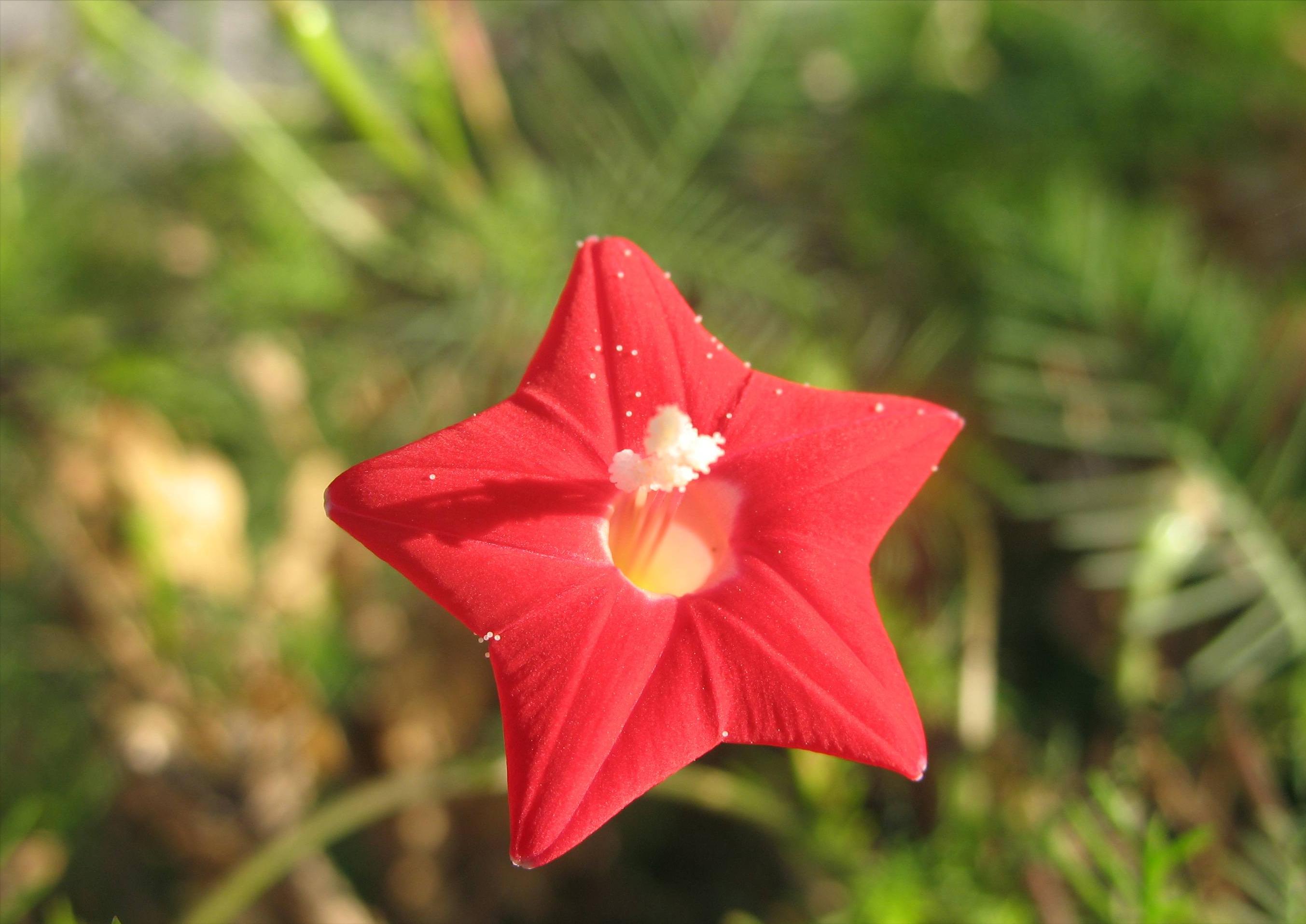 五片花瓣的小花，虽平淡无奇，但却惊艳了双眸！