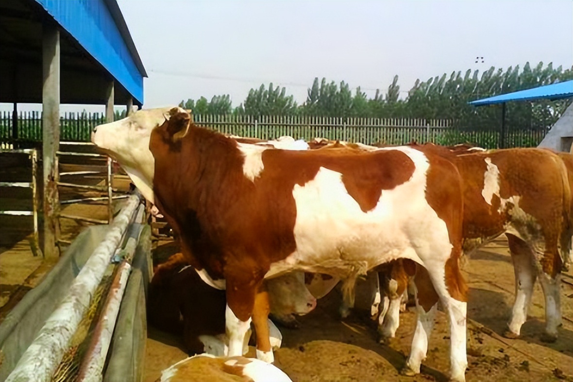 你见过5条腿的牛吗？养出2000斤巨大吨牛，一年大赚5000万