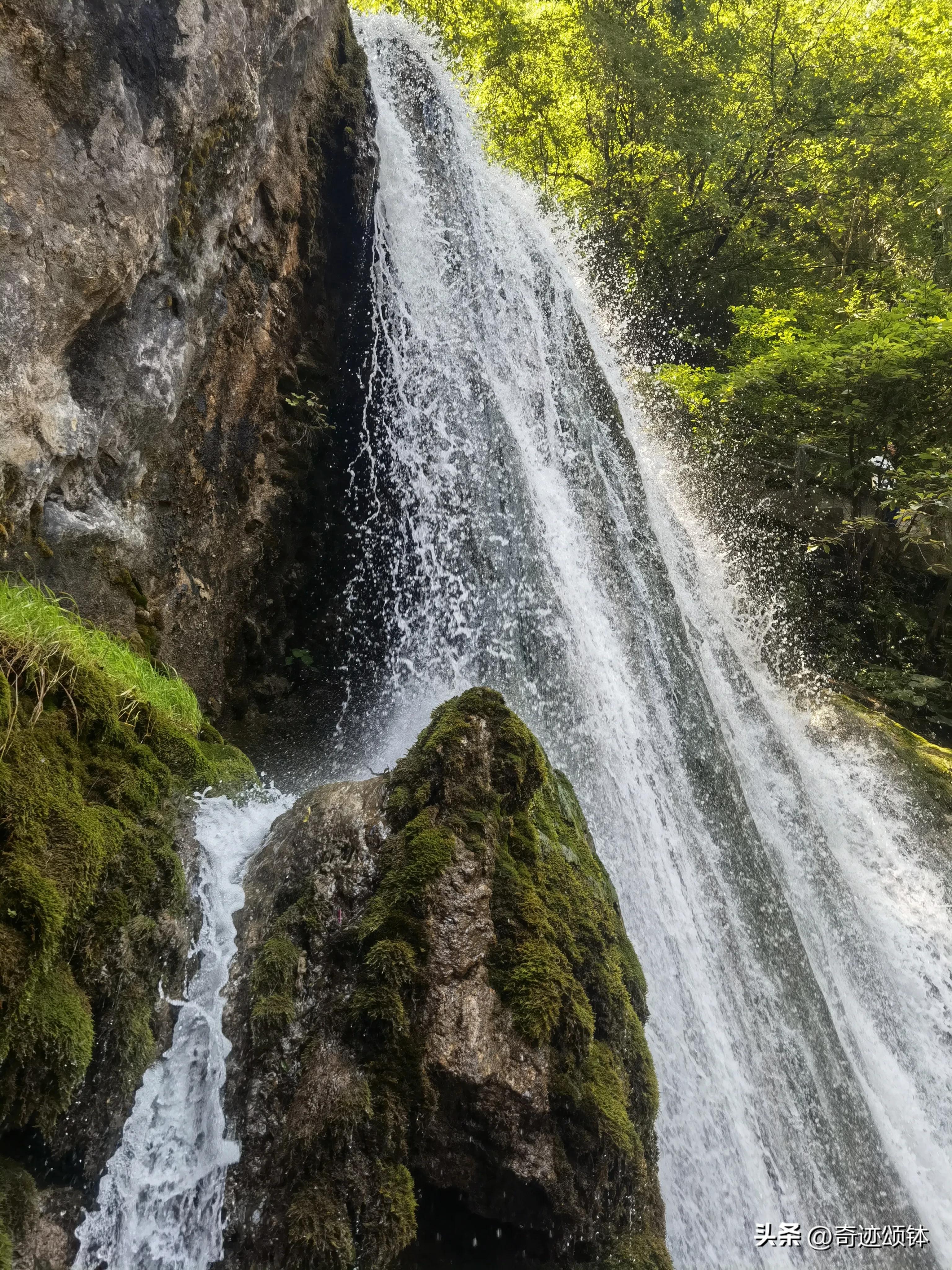 山有木兮木有枝全文,山有木兮木有枝完整诗词