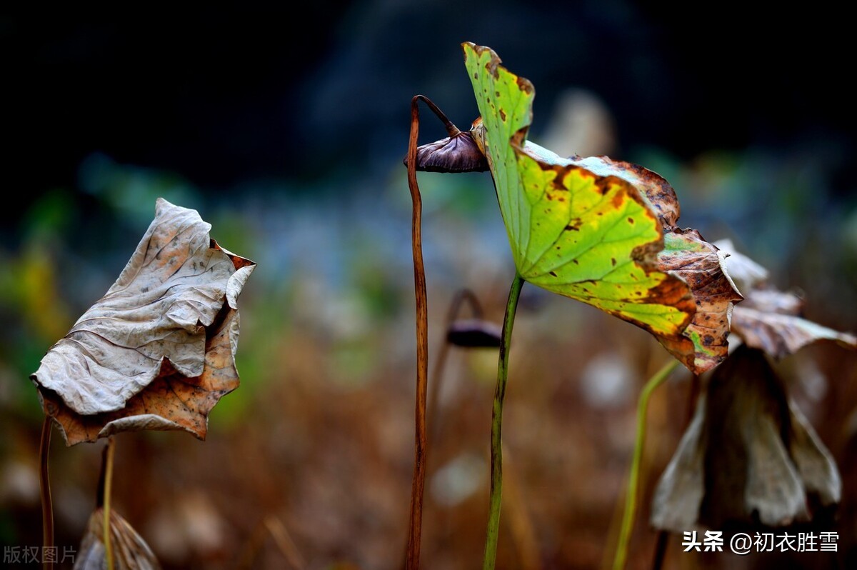 晚秋荷花的诗句,晚秋诗词七绝