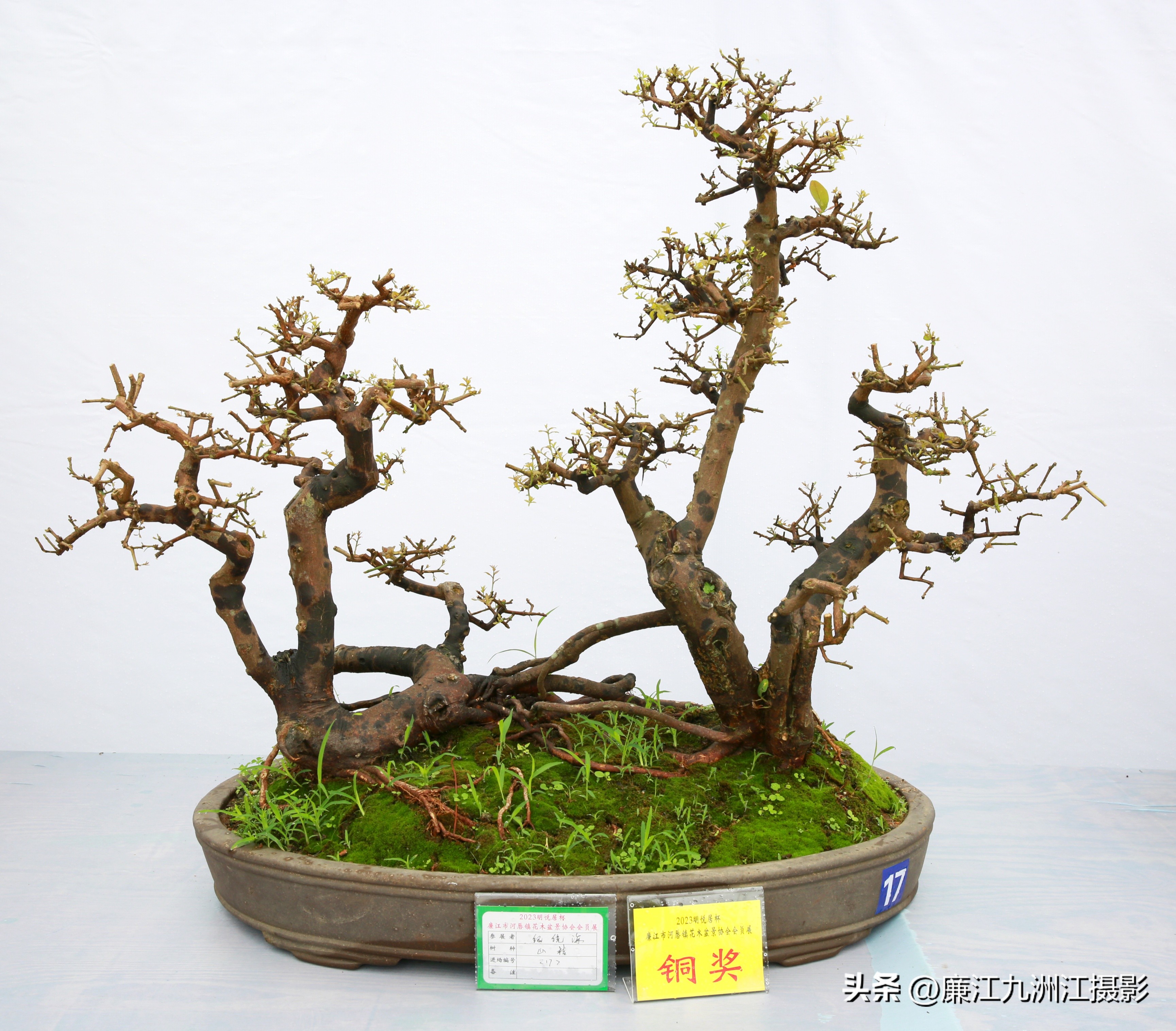 最高端的盆景展,一场惊艳的盆景展