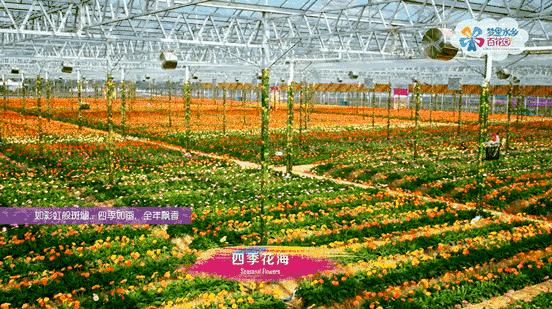 佛山广州两天两夜游玩攻略,佛山去南海湾森林公园