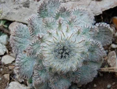 水母雪兔子濒危植物,雪兔子是珍稀保护植物吗