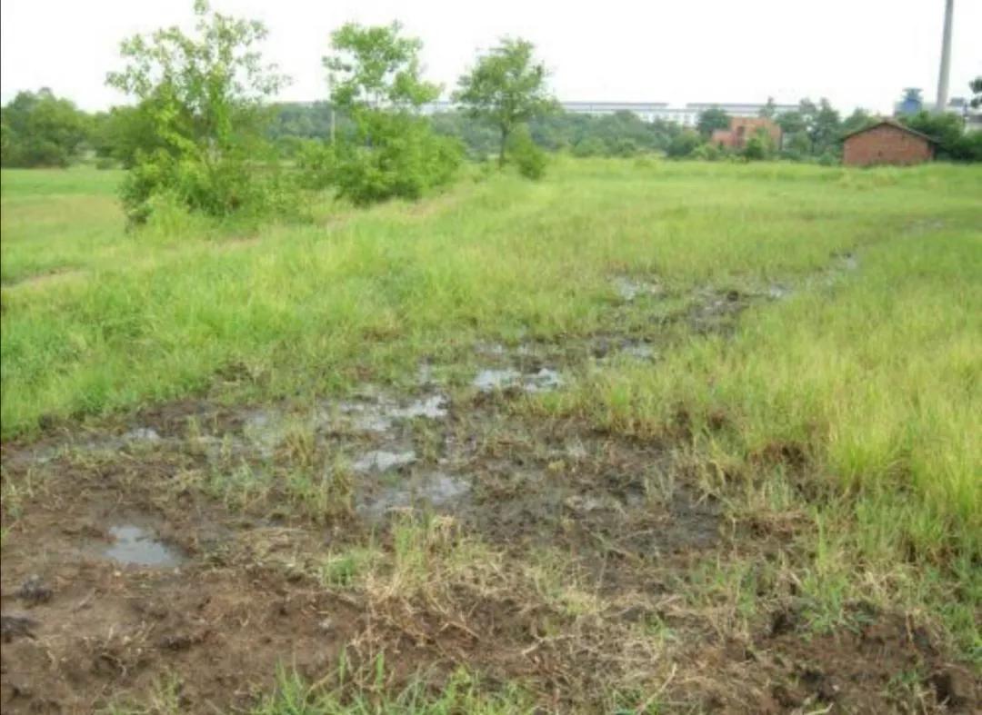 中药材种植基地如何打造,怎样申请中药材种植基地