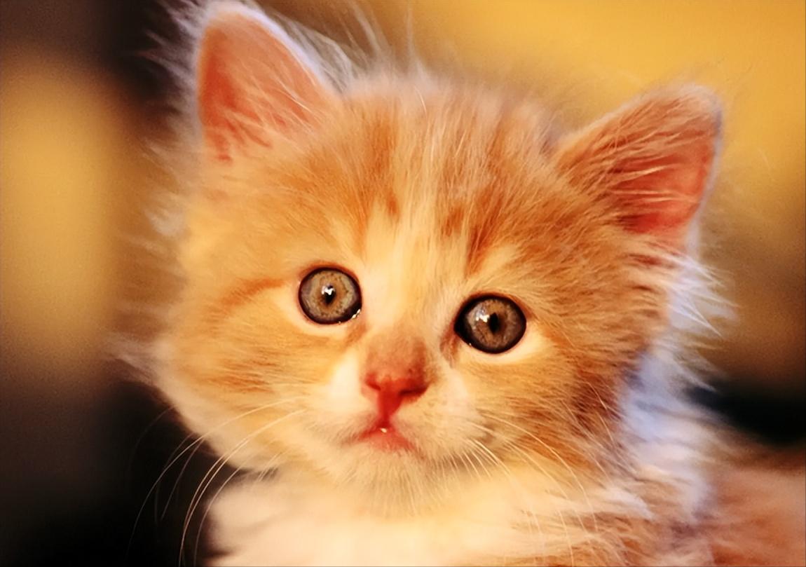 猫咪调理肠胃益生菌,猫咪肠胃不好怎么调理