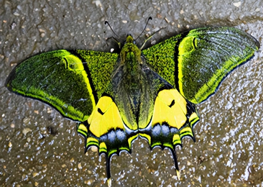 极其罕见！江西首现活体“牢底坐穿蝶”雌蝶，1只为何价值百万？