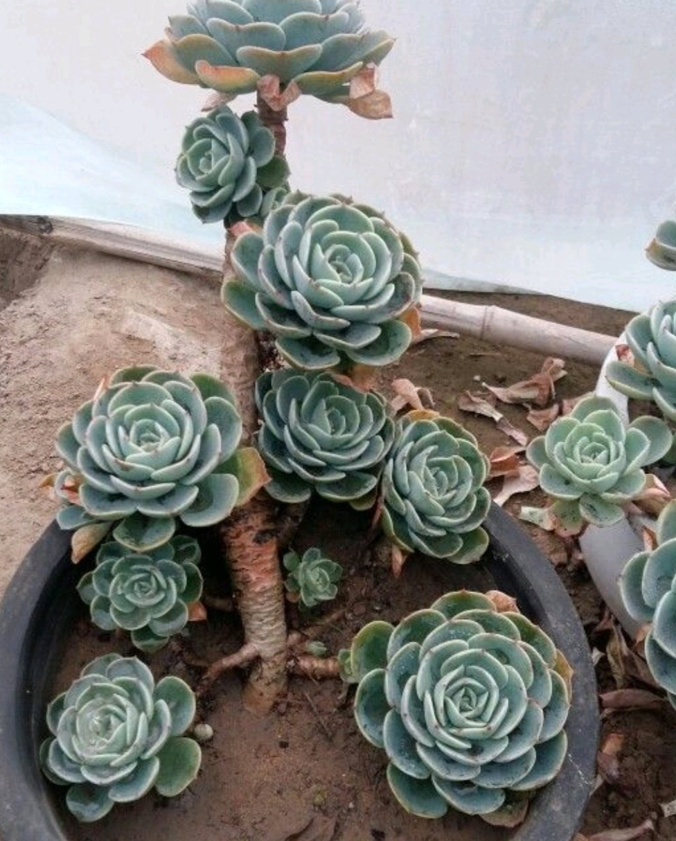 养多肉的100个方法,怎么养多肉才能养得最好