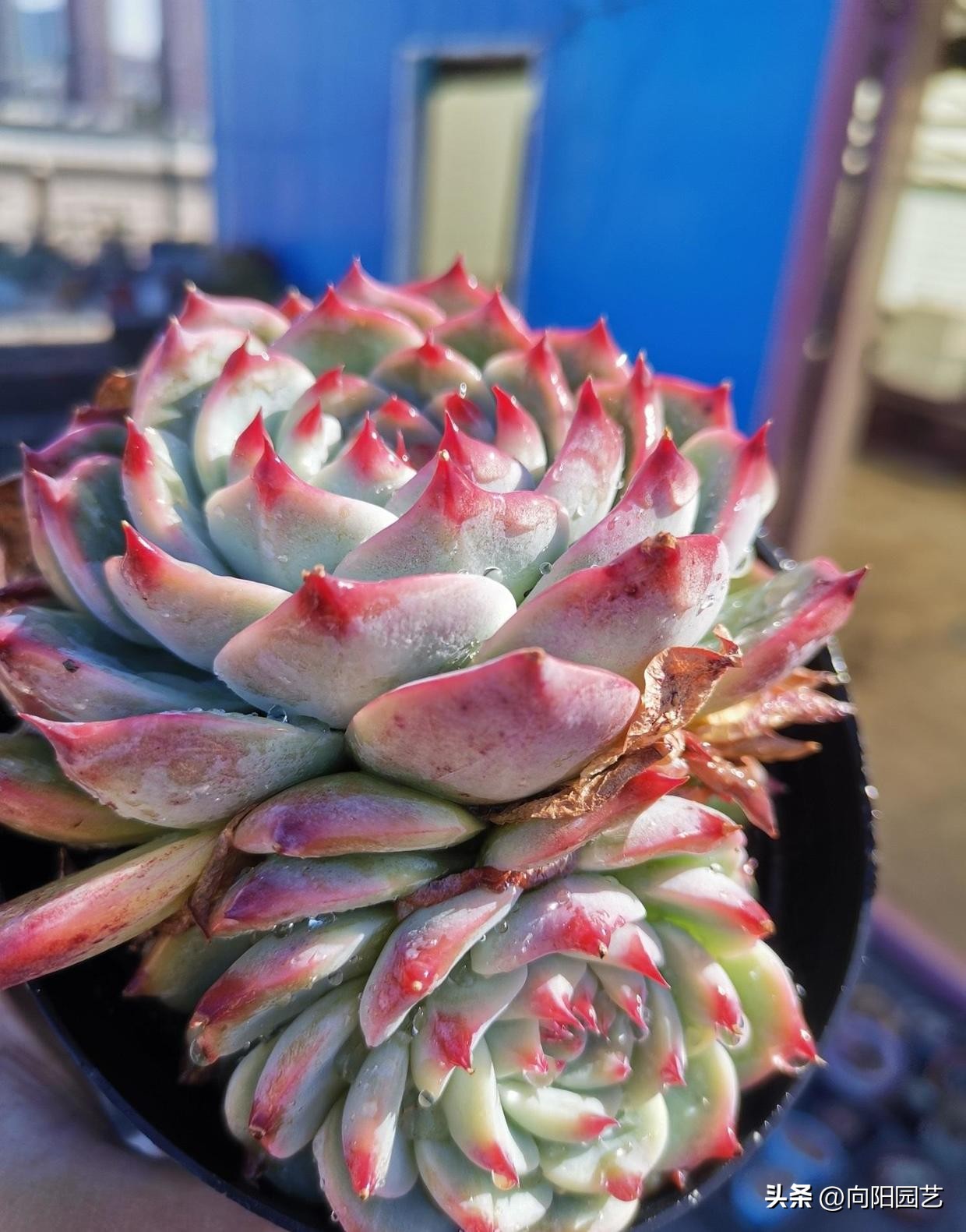 吉娃娃如何养好根又不徒长,吉娃娃怎么养才能活得久