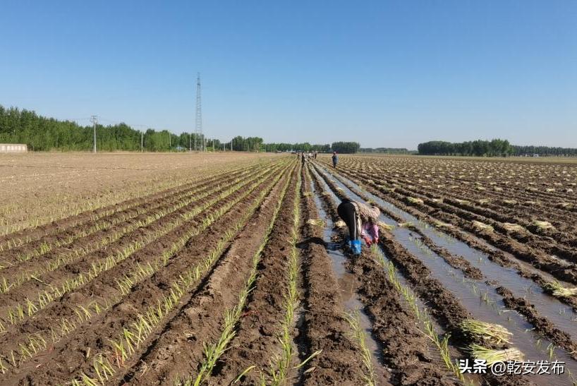 乡镇积极开展春耕备耕工作,助力村民开展春耕备耕生产
