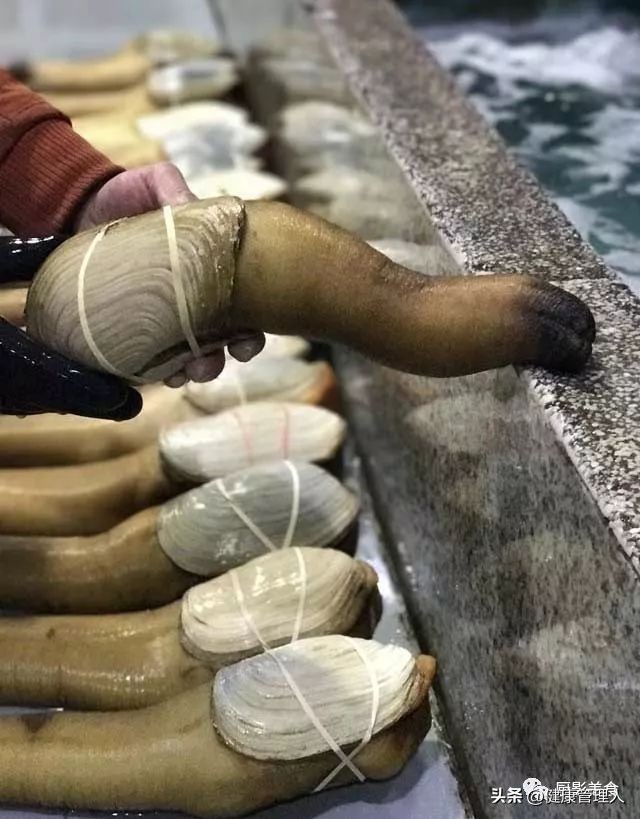 世界顶级海鲜食材,世界顶级的海鲜视频