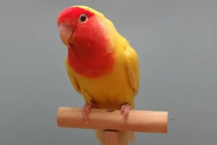 养哪种鸟可以赚钱,现在养什么鸟最赚钱还能繁殖