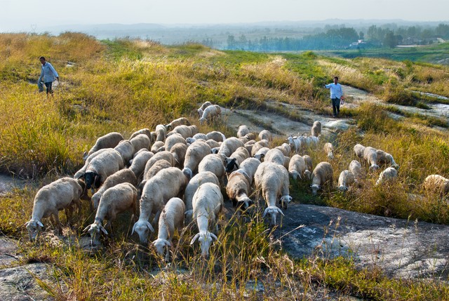 种植养殖创业做什么好,90后创业养殖什么合适