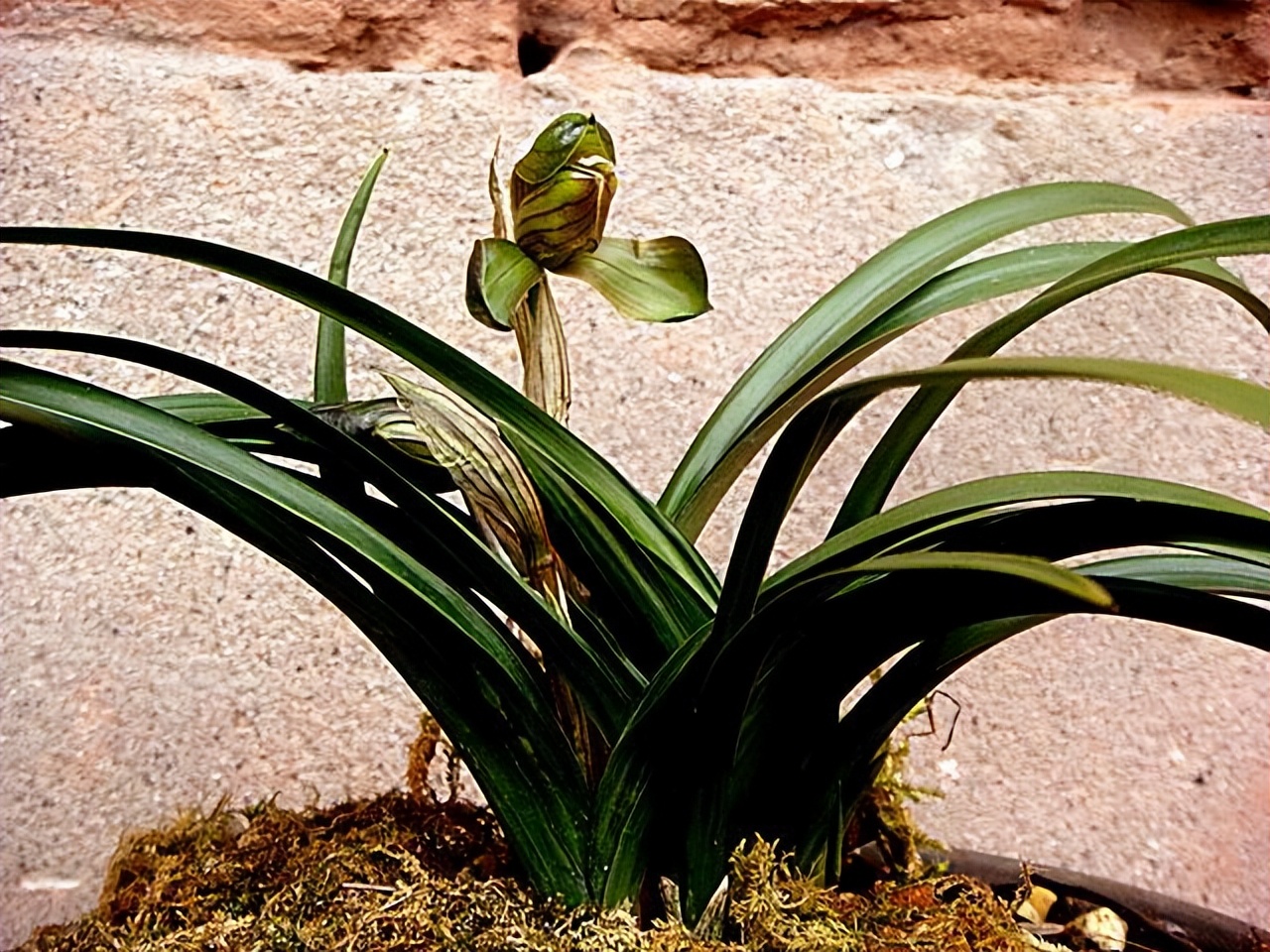 为什么兰花受这么多人吹捧,兰花为什么这么受欢迎