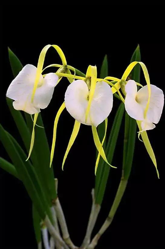 十大名贵兰花葱兰和韭兰的区别,十大名贵兰花视频