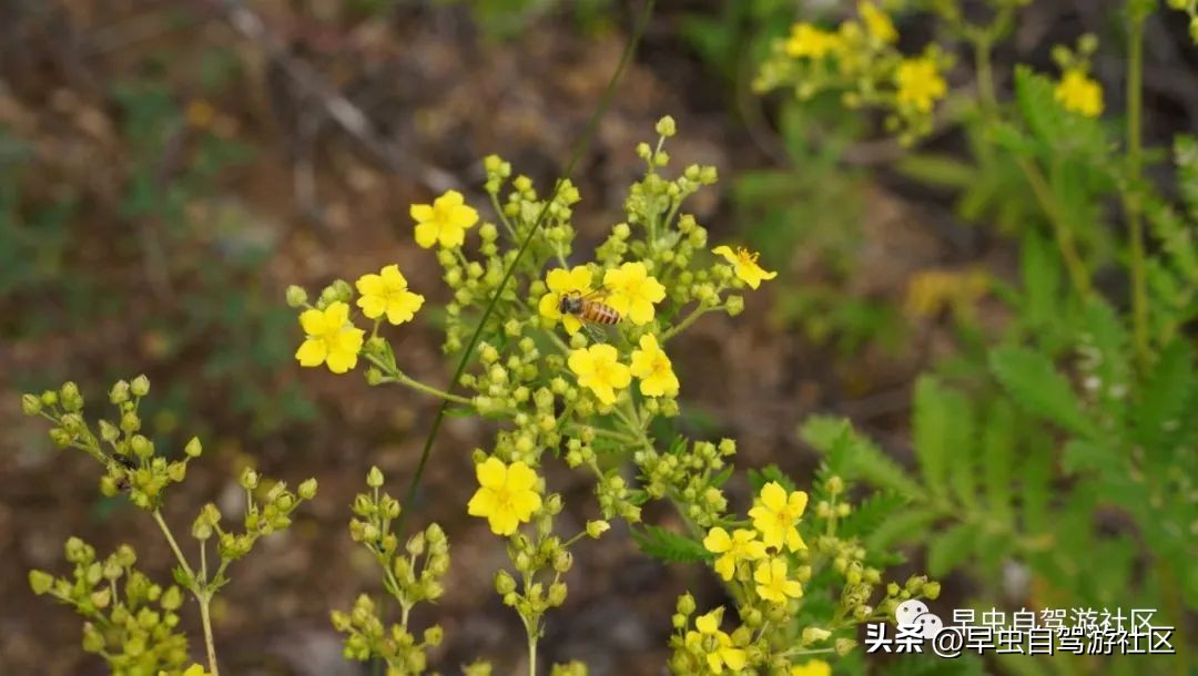 蜜蜂谷养殖,普定蜜蜂谷