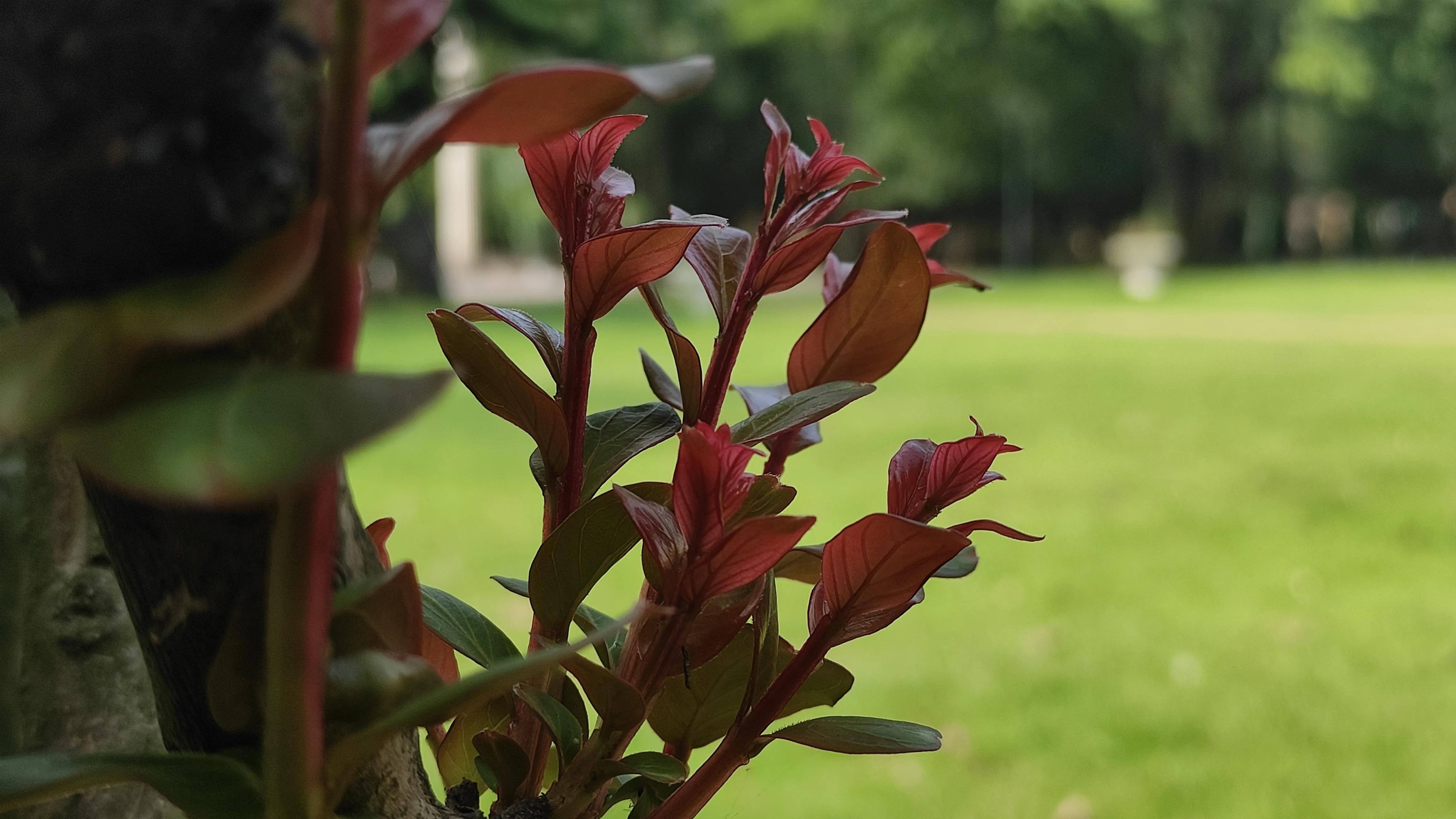 乐山金沙半岛烧烤,乐山金沙半岛图片