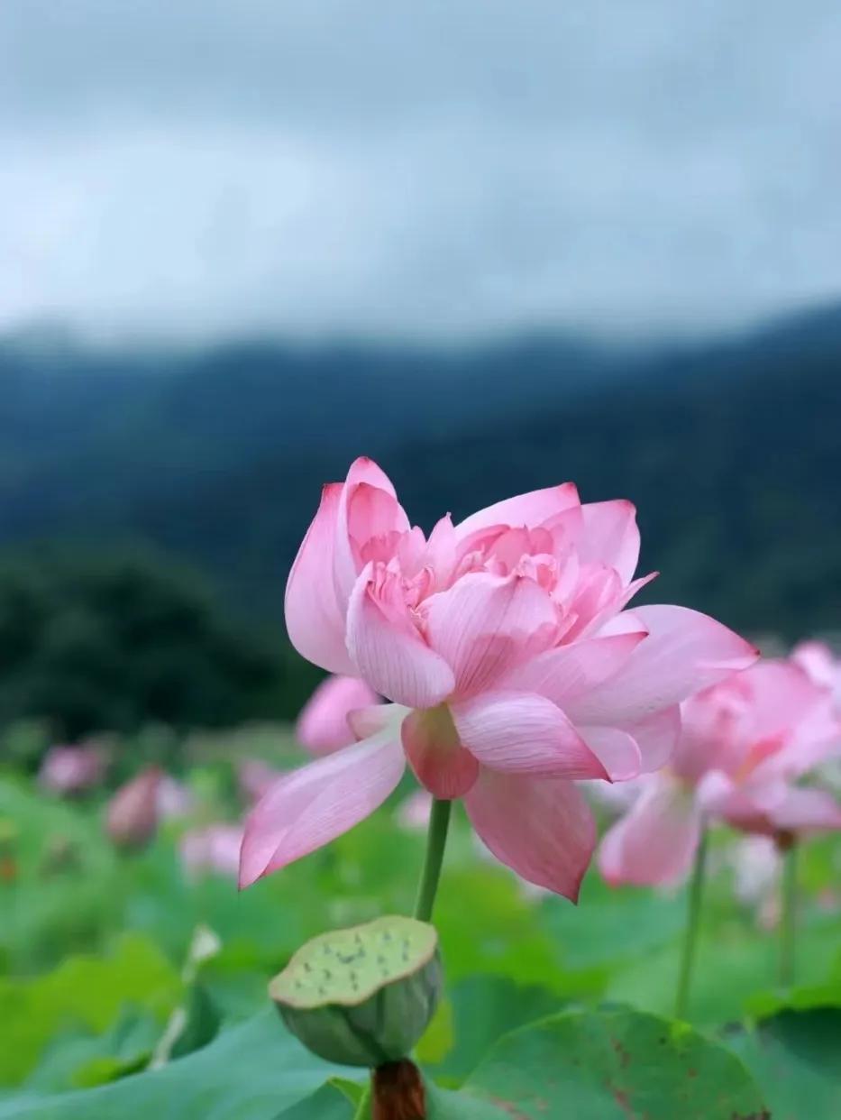 从化东成荷花园,从化摘荔枝之旅