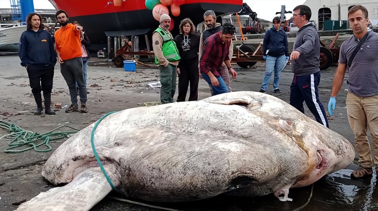 最神秘的鲸鱼铲齿中喙鲸,最神秘的喙鲸