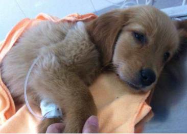 什么是细小和犬瘟,什么是细小的狗