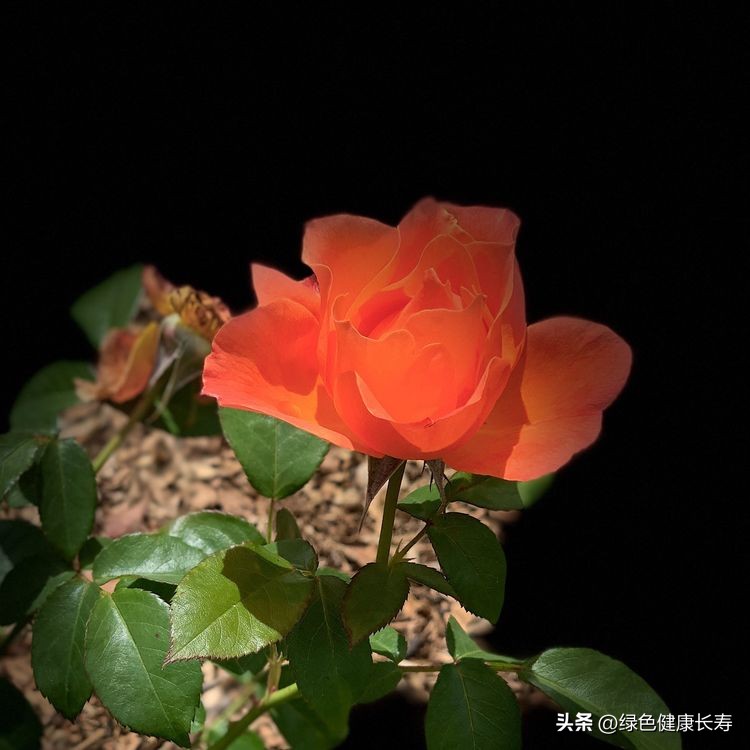 世界花园风景,世界花园