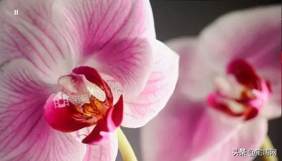 三星samsung55英寸oled测评,三星lsp9t评测