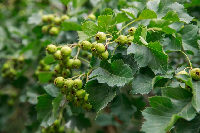 乡土散文消失的村庄,乡土散文朗诵