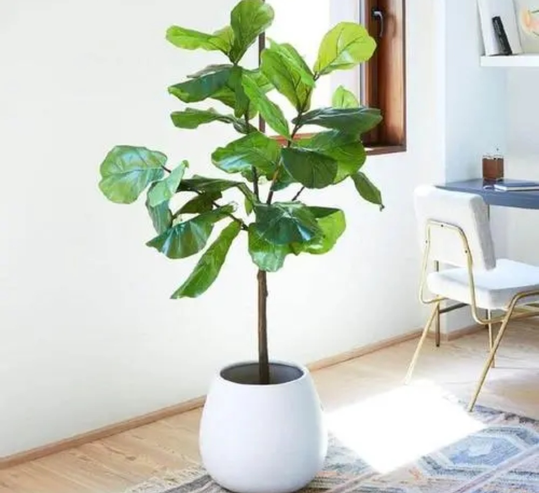 适合室内养的大叶子植物有哪些,四季常绿的室内植物好养