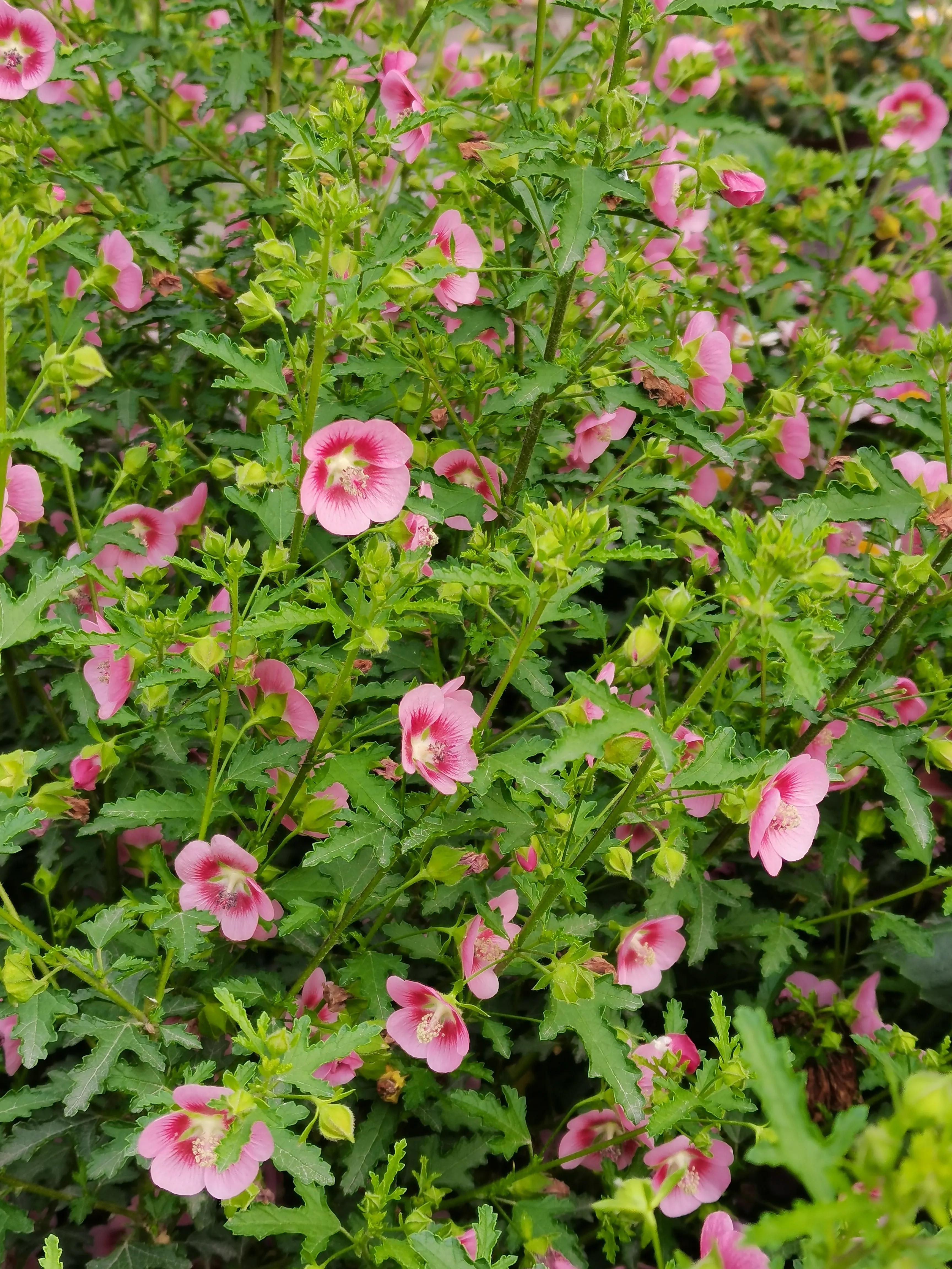 生活日记家的味道,生活札记300字