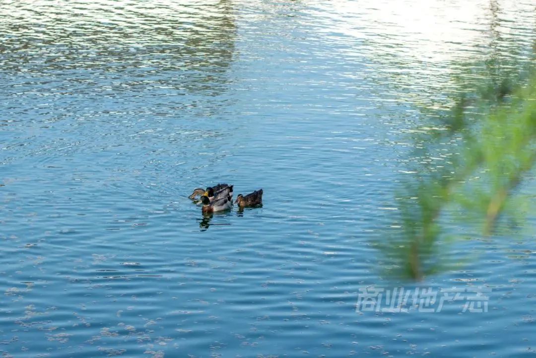 CRR百图斩｜公园里的新天地：上海蟠龙天地