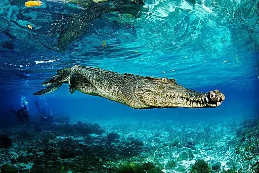 鳄鱼攻击人会攻击哪里,鳄鱼会不会主动袭击人