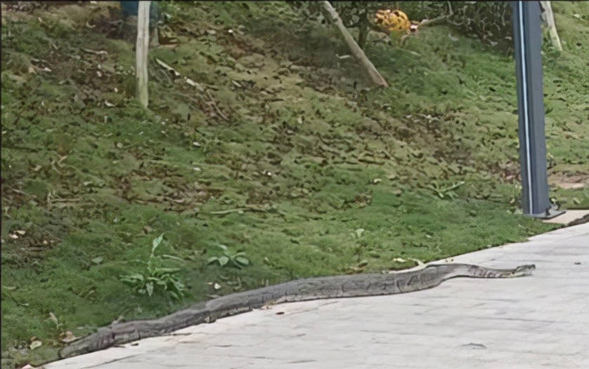 气温回升蛇出去,气温升高蛇的表现