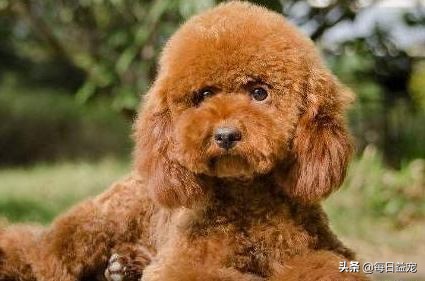 买泰迪注意事项和禁忌,买泰迪的时候需要注意些什么问题