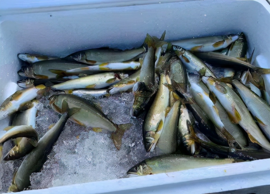 香鱼是日本淡水鱼之王,香鱼又叫什么鱼它的营养价值怎样