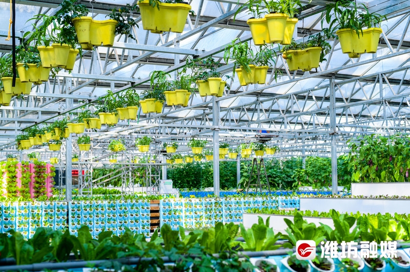 【潍观|菜博会24载“长红”，密码为你解锁】