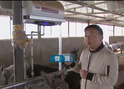 小伙三年养了4000头母驴，感情深厚一头也不卖，但一天还净赚4万