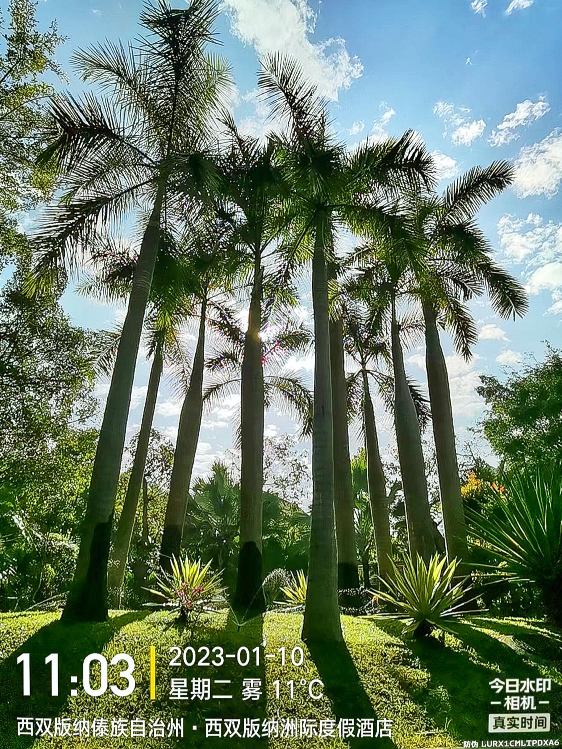 骂版纳是因为你没走出告庄玩版纳跟着小姐姐们走你才晓得味道