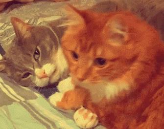 爆笑的动图,爆笑动图大集锦