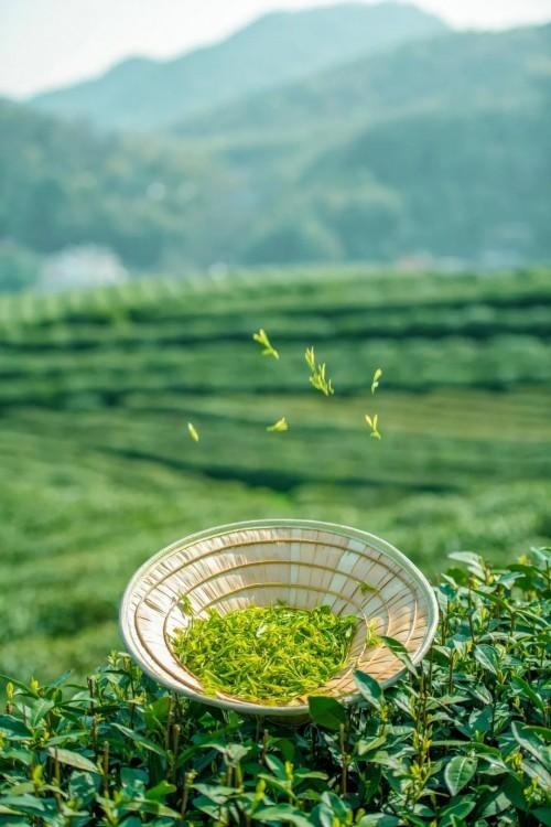 春天适合喝什么茶推荐,八马茶业和大益茶哪个更高档