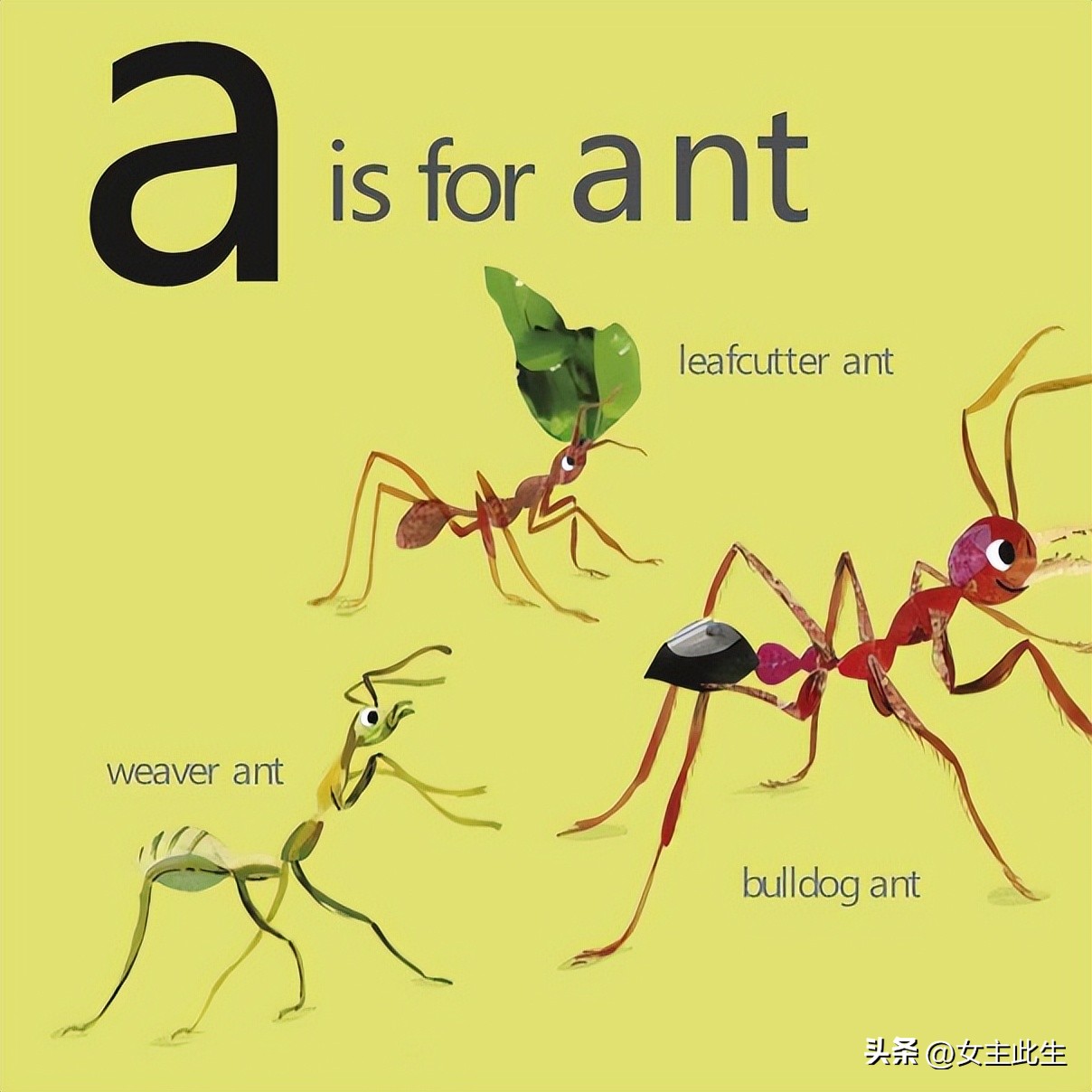 认识小动物的英语绘本,关于动物的英语绘本大全