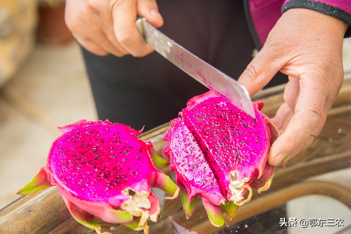 火龙果是热带水果吗能放冰箱吗,火龙果是温带水果还是热带水果