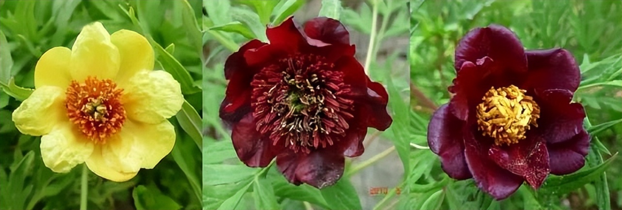 这个牡丹中的稀有品种，你知道是怎么培育出来的吗？