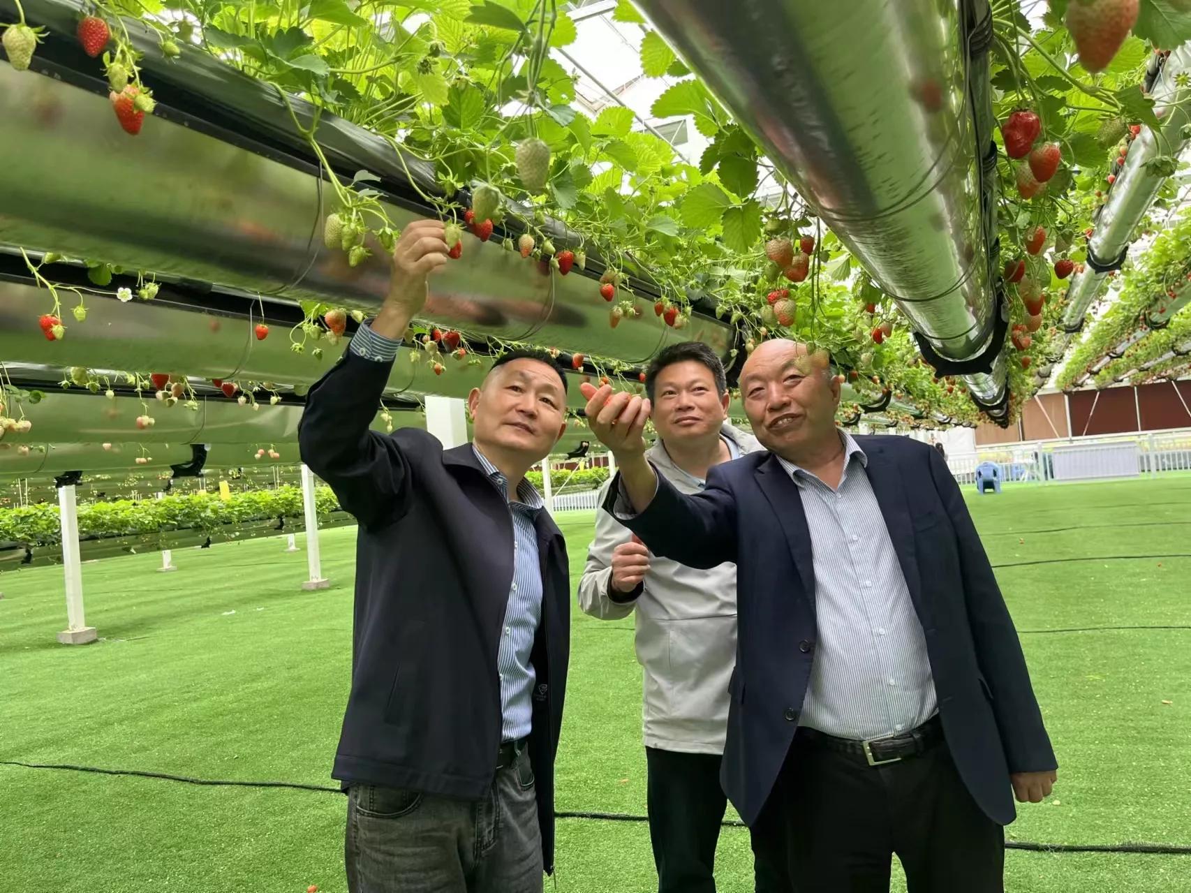 安徽种菇大王丁伦保联系电话,肥西蘑菇大王丁伦保