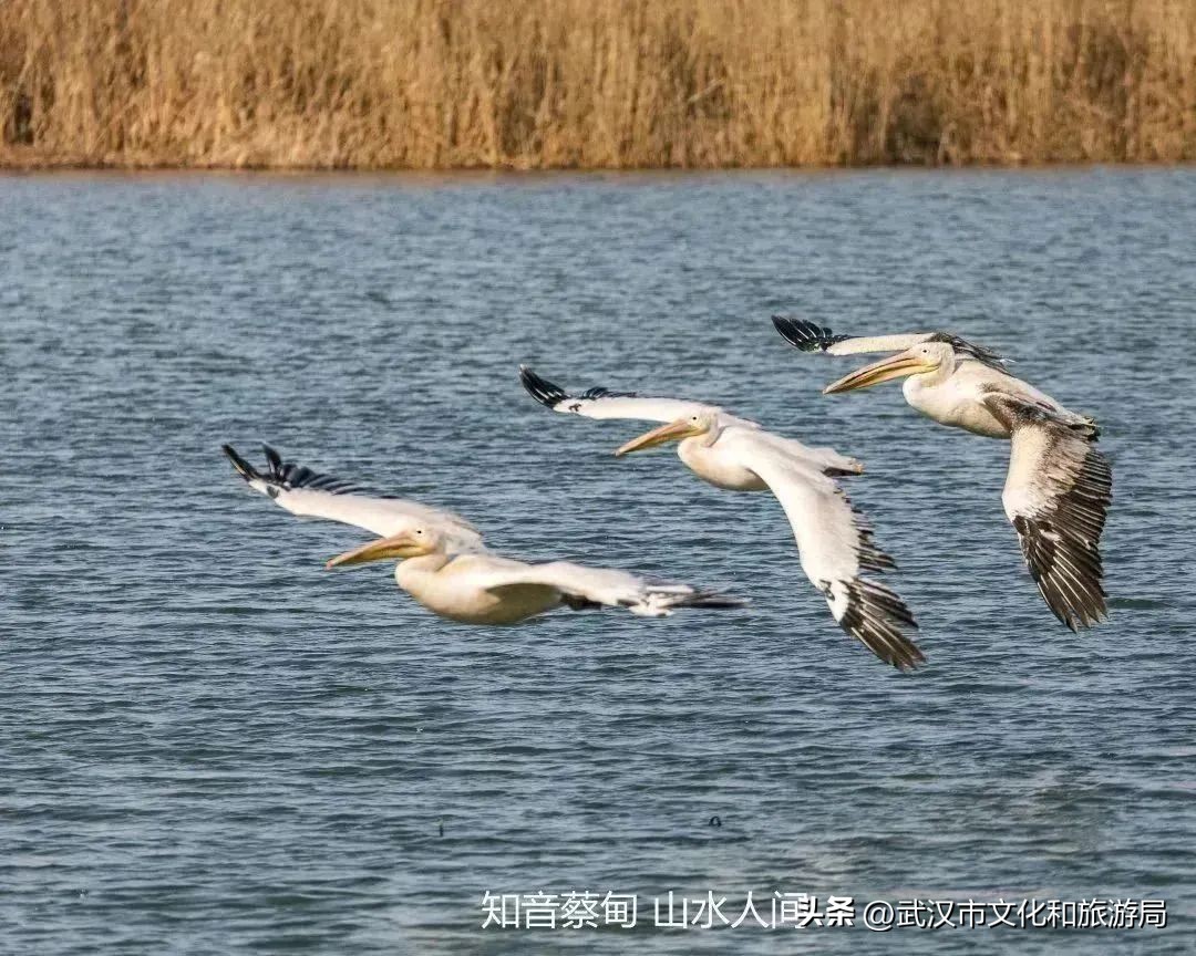 又红又大的草莓欢迎采摘,最近的草莓采摘在哪里